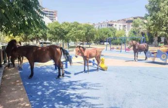 Yılkı atları çocuk parkını sevdi