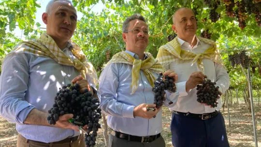 Spil karasında ilk hasatı Vali Ünlü yaptı