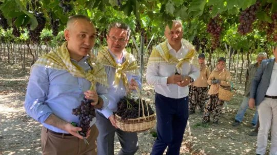 Spil karasında ilk hasatı Vali Ünlü yaptı